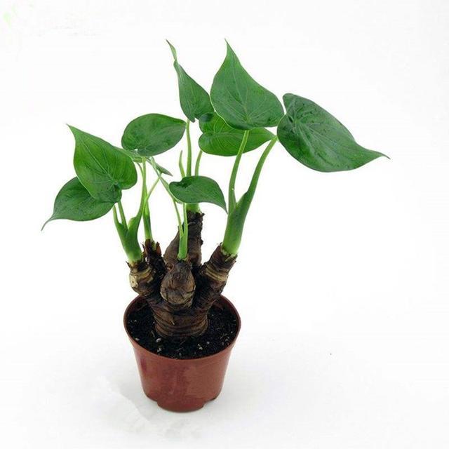 怎么养护滴水观音,养护滴水观音