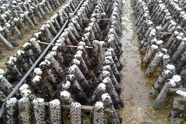 黑木耳培植的重点工作在哪里?3分钟让你掌握黑木耳的种植技术