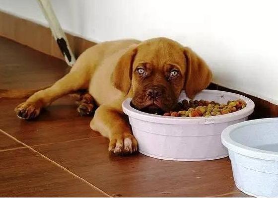 狗狗突然不吃不喝怎么回事,狗狗突然不吃不喝安静会咬人