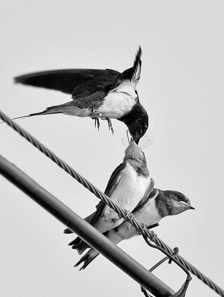 飞得最快的鸟是雨燕,军舰鸟尖尾雨燕游隼哪个更快