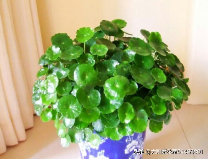 绿植浇什么水又绿又好,绿化植物怎样高效浇水