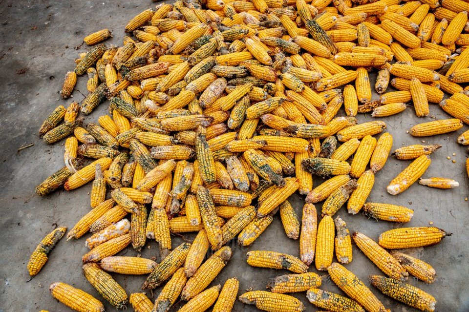 玉米发霉会产生哪些霉素,玉米发霉发臭有危害吗