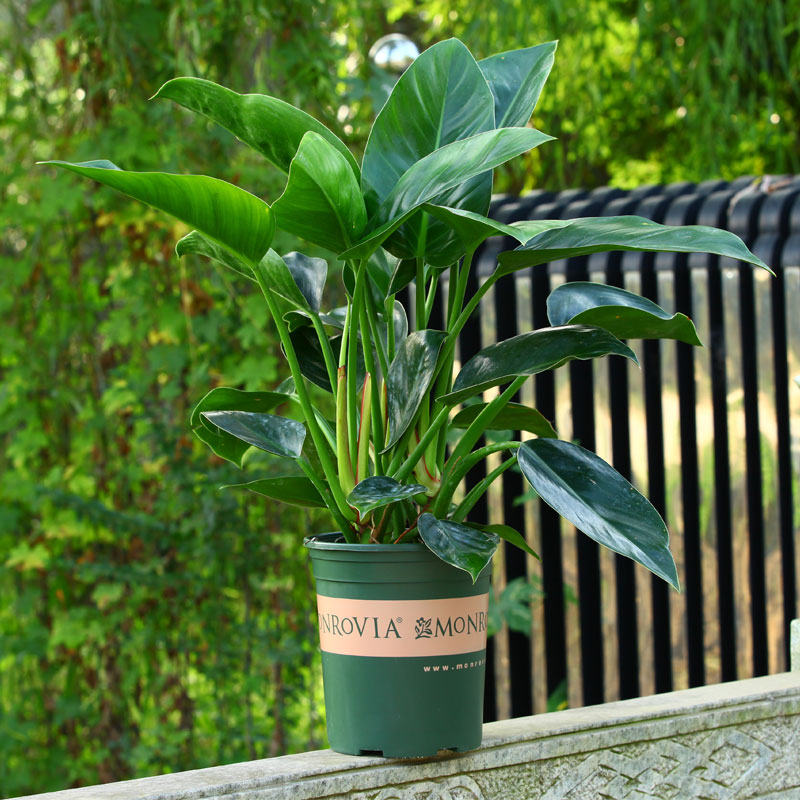 100种绿植大全,50种盆栽绿植花卉大全