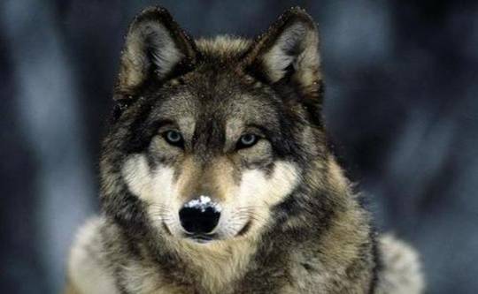 野外遇到狼的最好方法,如果在野外遇见狼应该怎么办