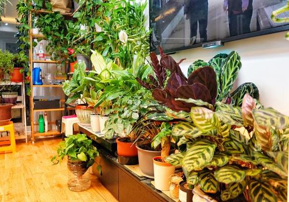 过期的药片不要扔还可以用来养花,家里买的药过期了怎么处理