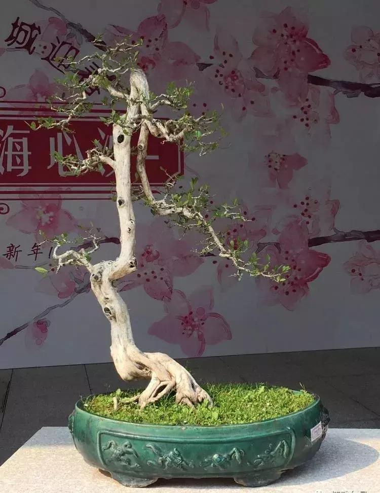 西北盆景树种100种,最值得收藏的六种盆景树种是哪种