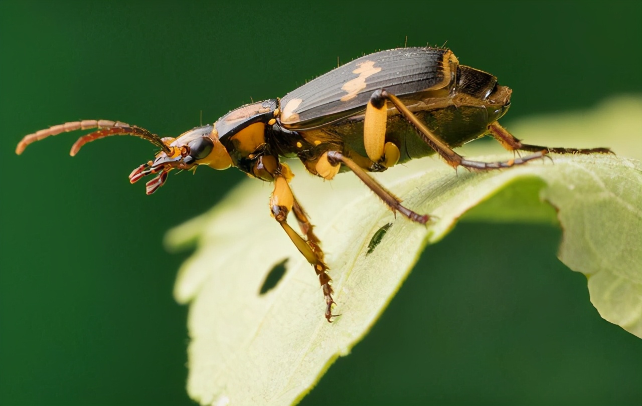 100个搞笑冷知识动物,奇葩动物冷知识你都知道哪几个