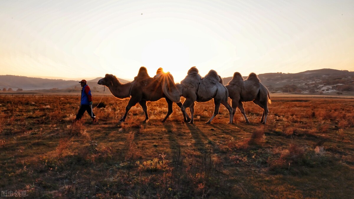 谈一谈骆驼奶粉 (你了解骆驼奶粉吗)