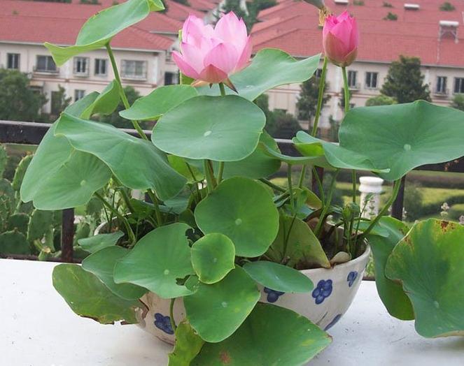 我家的江南风光,小小碗莲,自在清香淡雅,真的好看极了