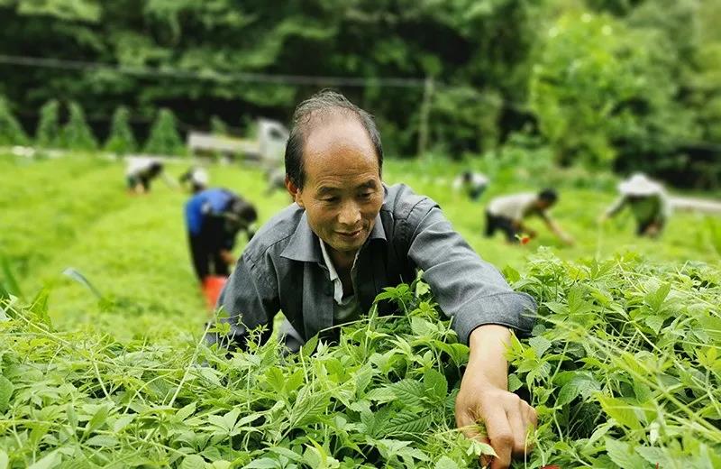 一组勤一组勤劳致富图,你被哪张击中了?