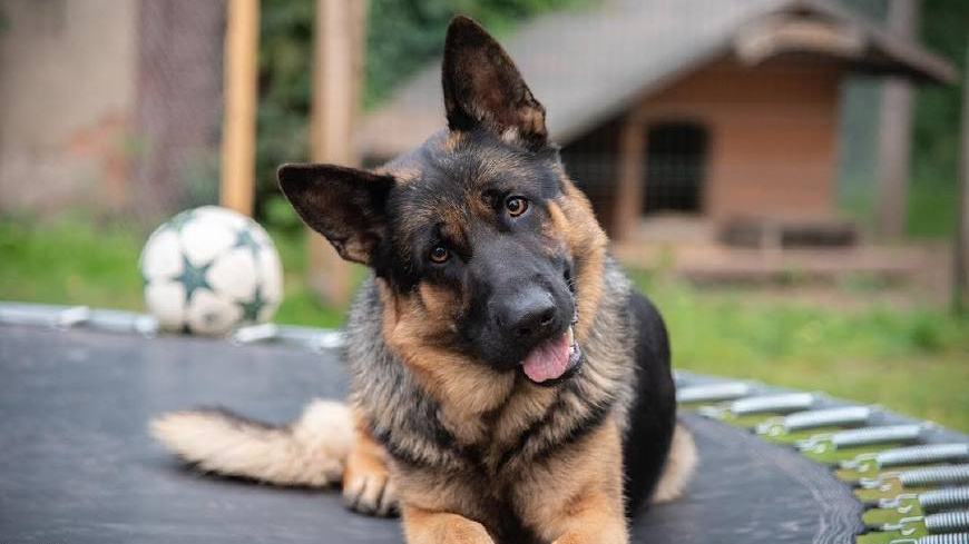 同为警界佼佼者的马犬和德牧，两者之中谁更优秀？