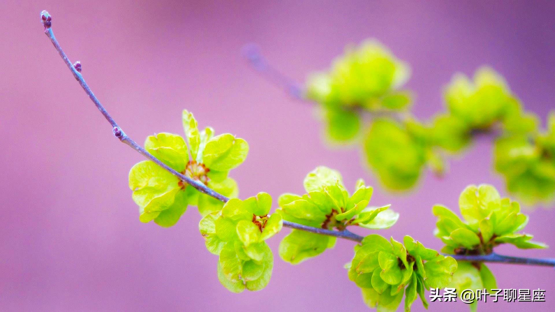 处女座最困扰的8件事,处女座的心思你不要猜