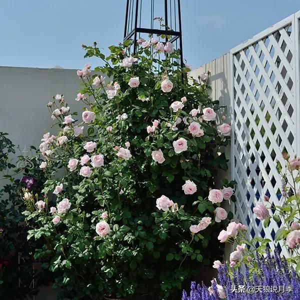 六款香水,6款香水