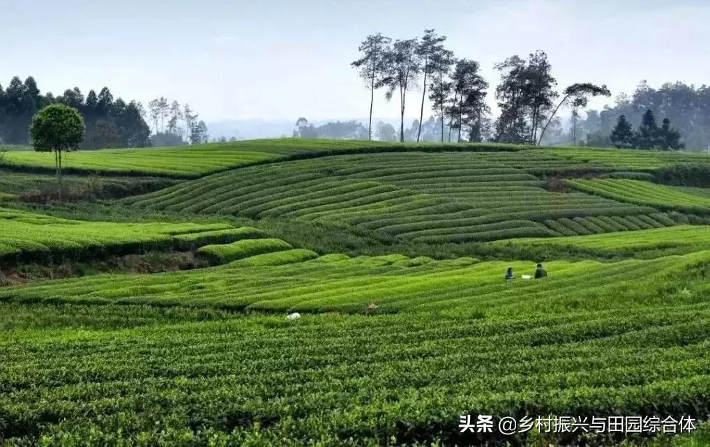 农学院对乡村振兴的促进作用,半农学院