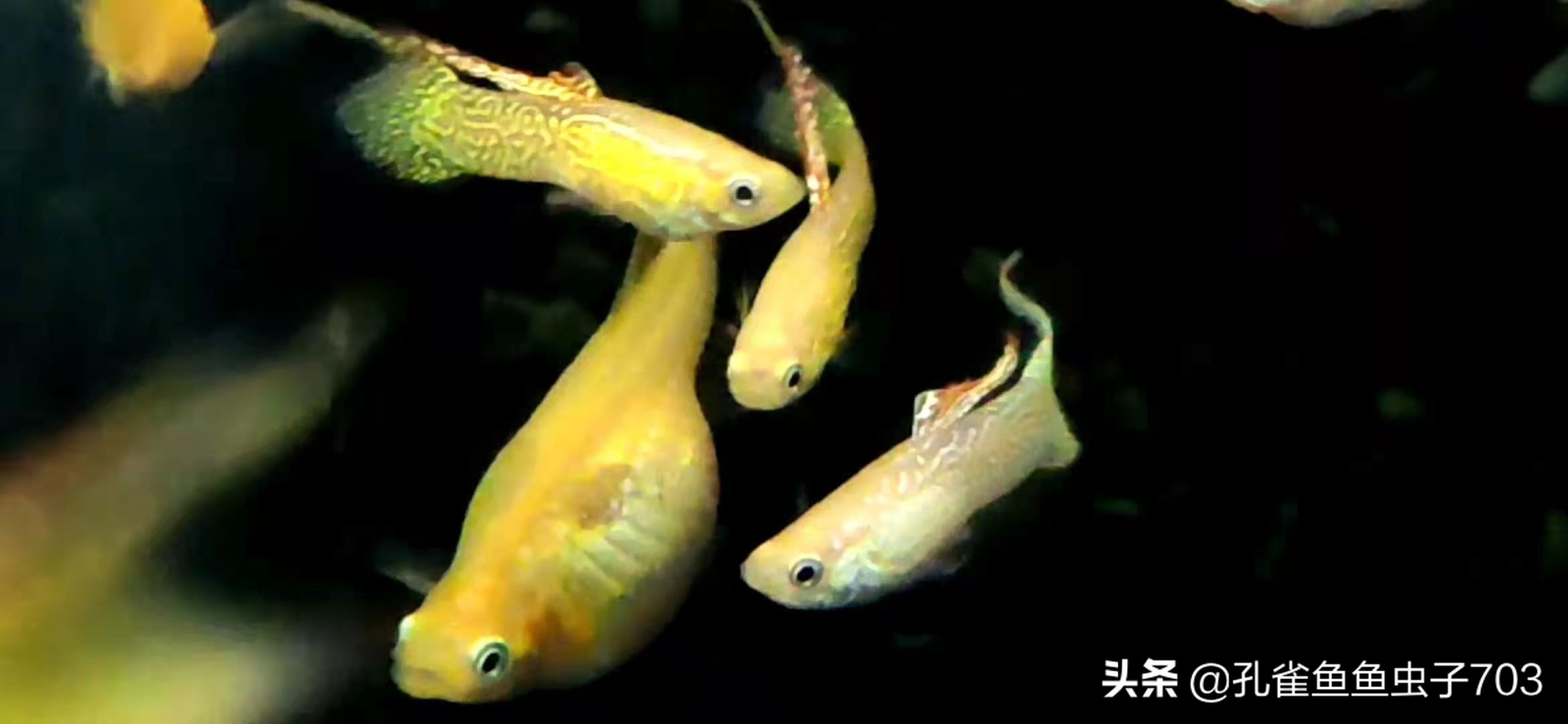 孔雀鱼都是怎么交配的？