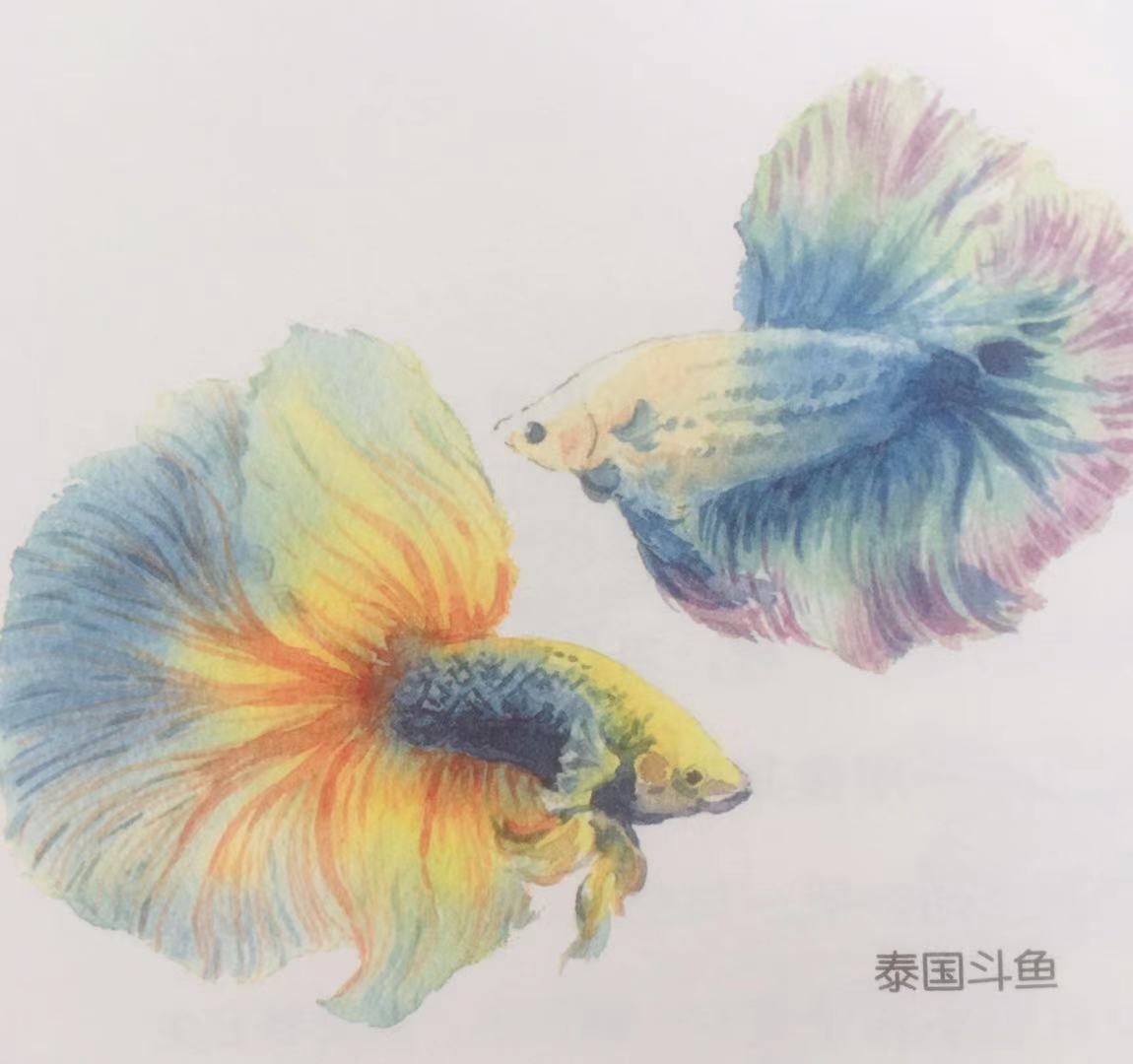 新手最好养的鱼有哪些 (什么鱼好养适合小孩养)