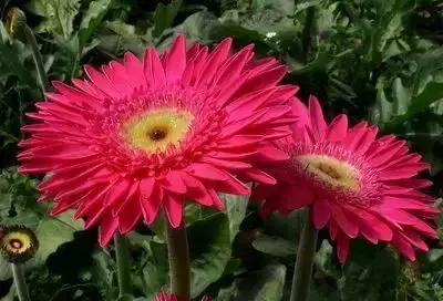 100种花的英文和花语是什么,100种花的花语以及送花礼仪分享