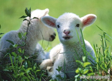 古语说十羊九不全是真的吗,俗话说十羊九不全是什么意思