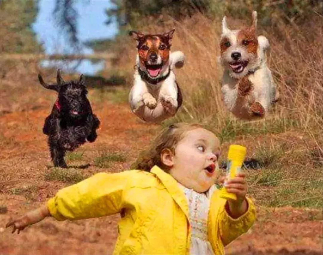 路边流浪狗得了细小怎么救它,路边遇到狗怎么防咬