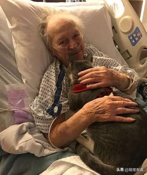 救治失明猫咪,失明猫被救助视频