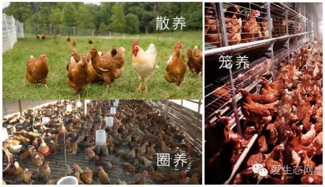 网络卖土鸡蛋有什么要求,网上售卖土鸡蛋需要什么手续