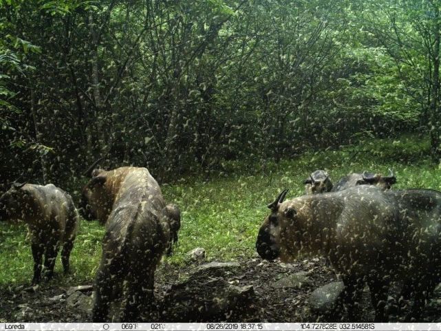 ai模型消除,ai模型报错