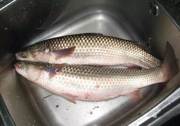 开海特价海鲜,开海的海鲜视频