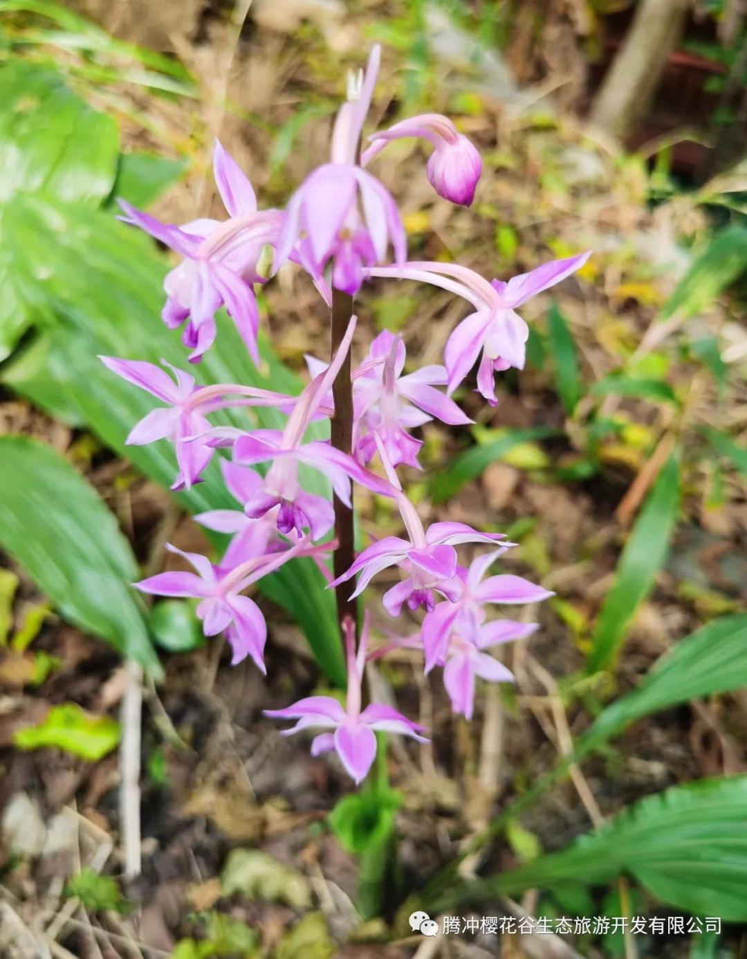 腾冲樱花谷景区,腾冲樱花谷12月份有樱花吗