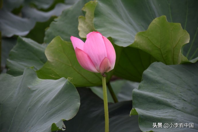 江苏常熟沙家浜现状,江苏常熟沙家浜景区演出