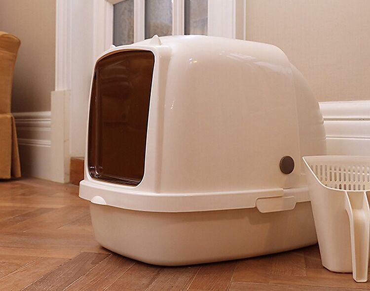 养猫要买什么猫咪用品 (养猫必买哪几样东西)