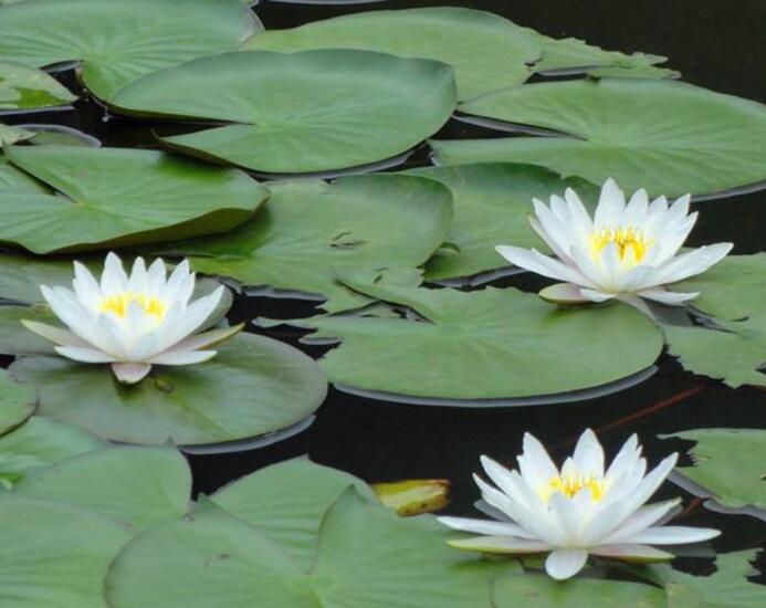 想要养好荷花怎么养,睡莲的养法和注意事项