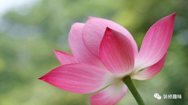 打鸡血的励志名言短句,比较鸡血的励志语录短句