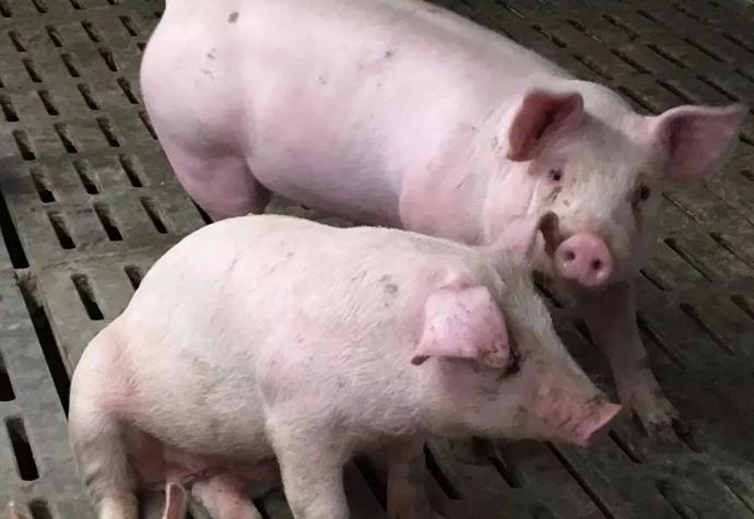 猪反复发烧40度左右是什么病,200多斤的猪体温40度算正常吗