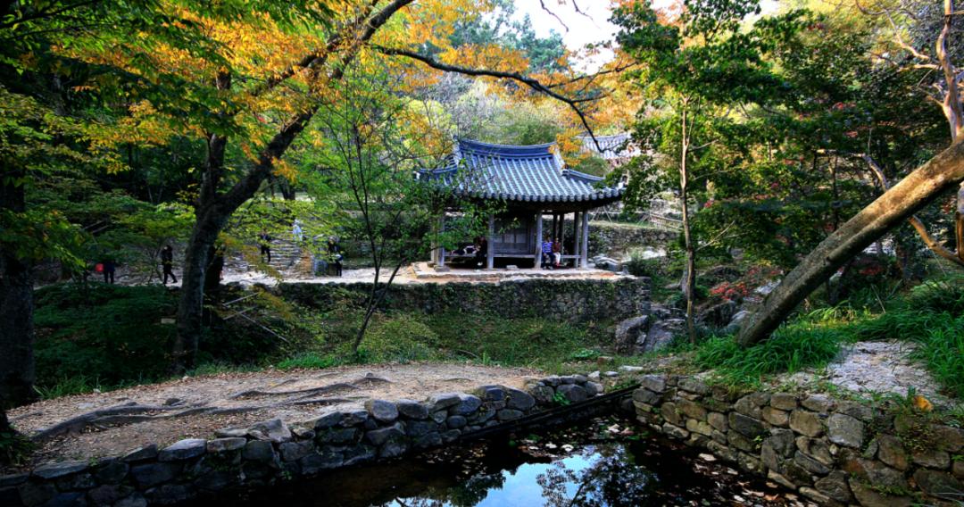 竹林被韩国申遗成功了吗,全球唯一申遗的古茶山