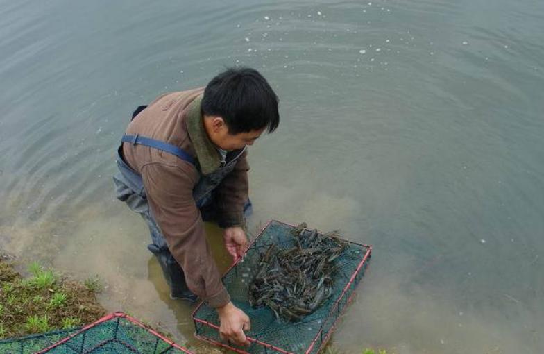 小龙虾味道好，养殖技术复杂，做好这几点解决你所有问题