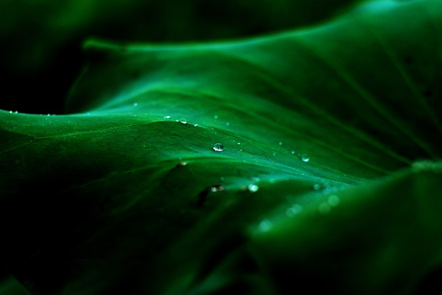 鹤城印象荷花图片,鹤城区看荷花