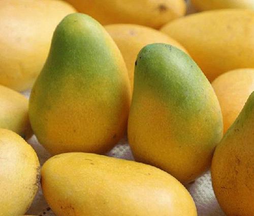 吃了这么多年水果你真的吃对了吗,如何选择适合自己口感的芒果品种