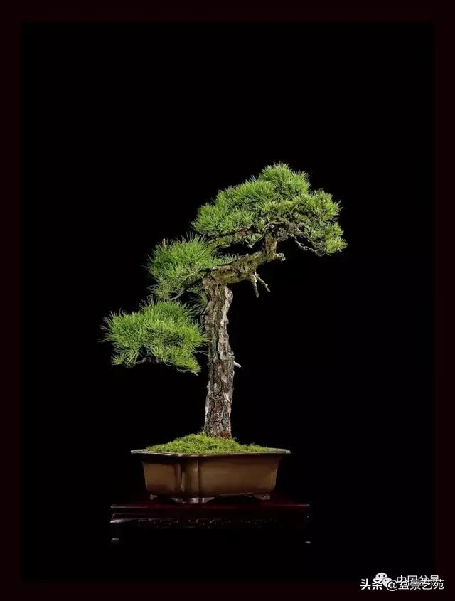 玩盆景必备栽种知识,观赏盆景的意境