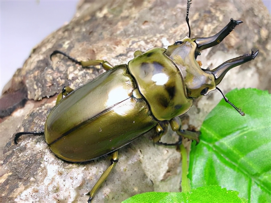 黄金鬼锹甲有多可怕,黄金鬼锹形虫危害