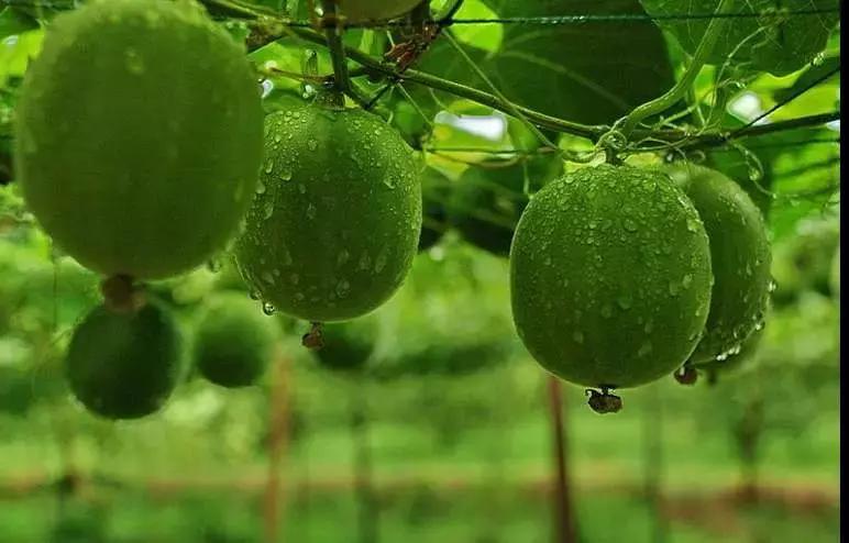 一群农民包下北京人民大会堂，只为向国人推介这种土特产……