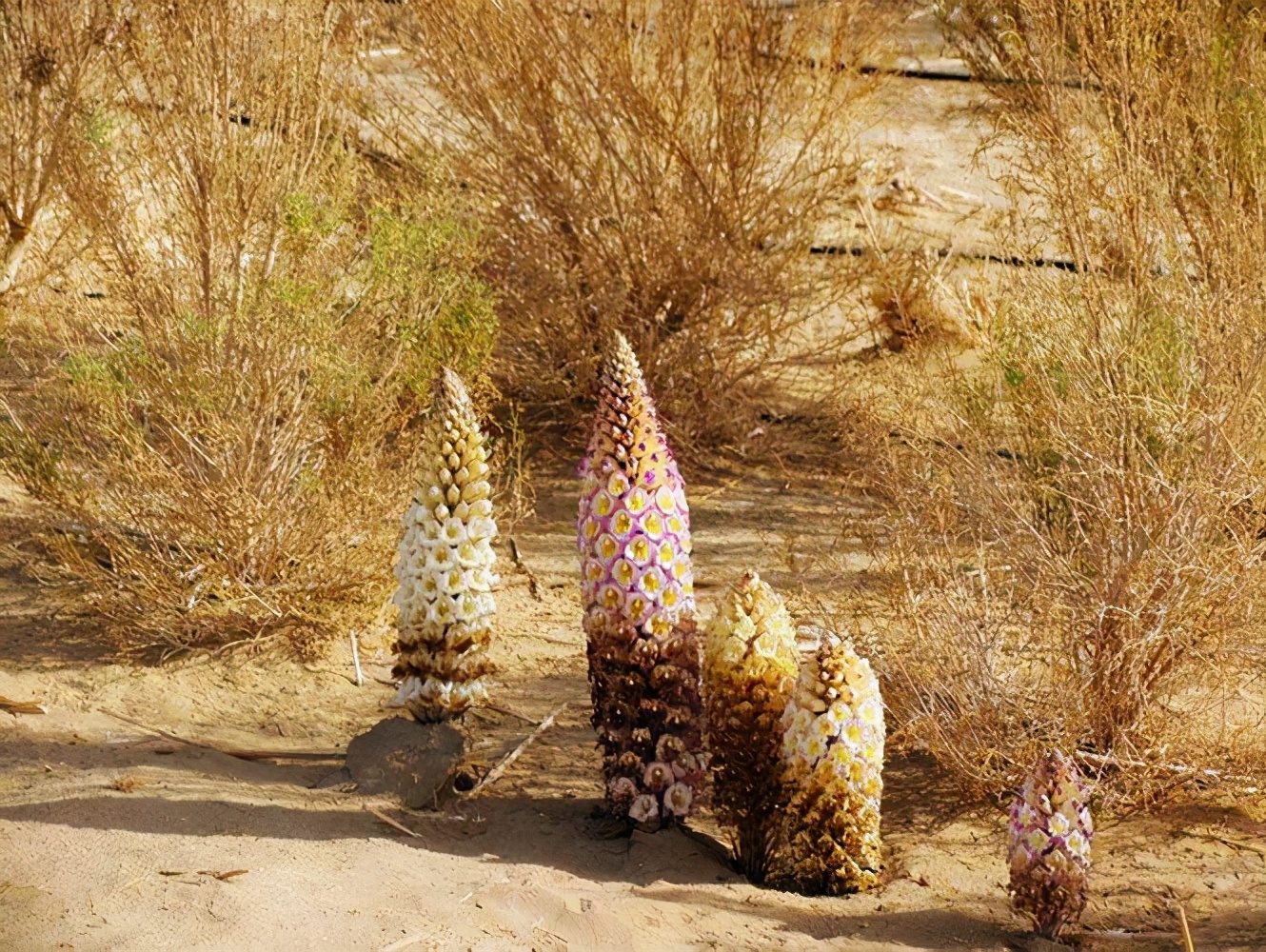 野生苁蓉值钱吗,野生锁阳价格下滑