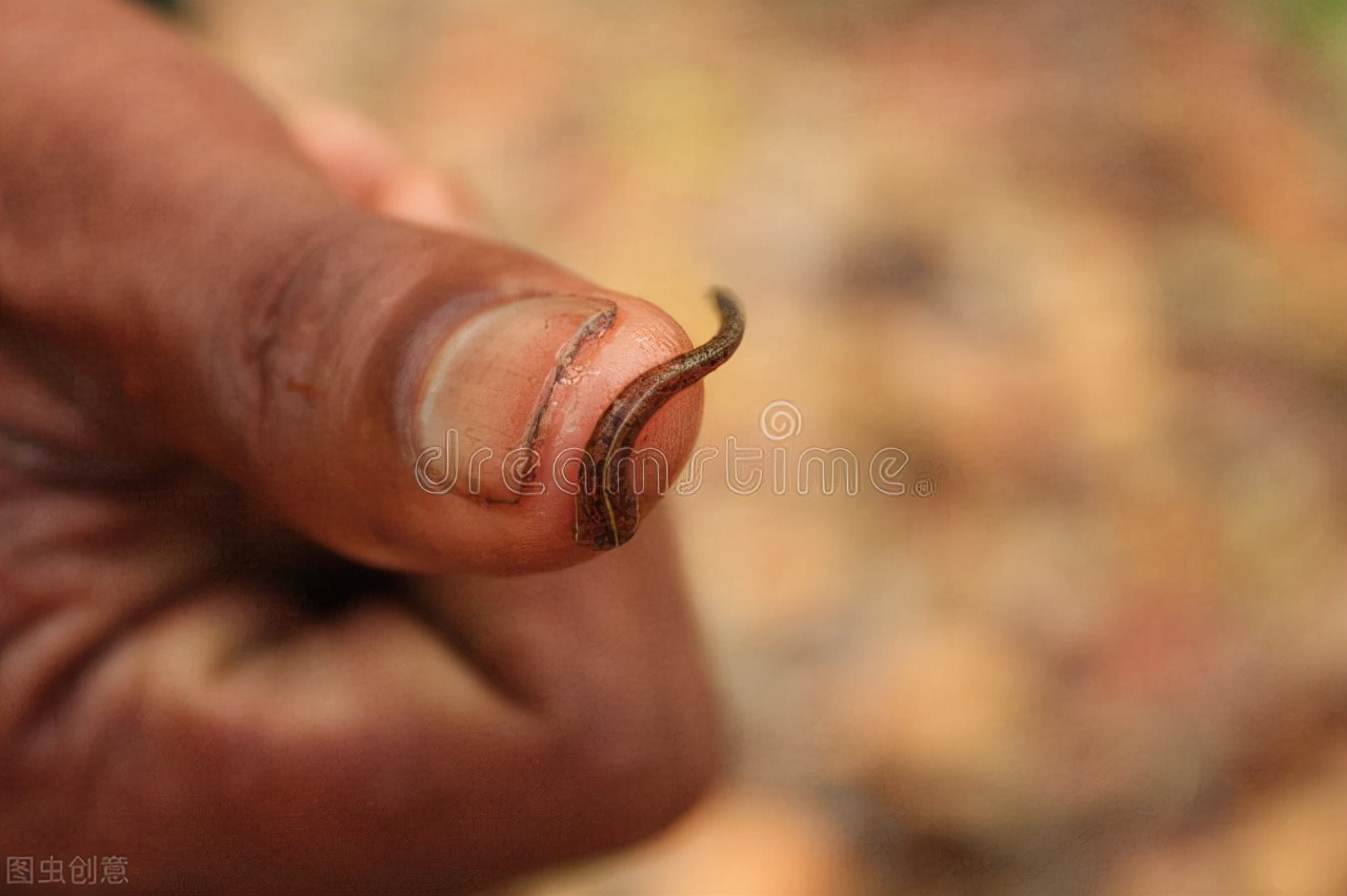 蚂蝗吸血后被吸人会死吗,吸血蚂蝗扒到皮肤上怎么处理