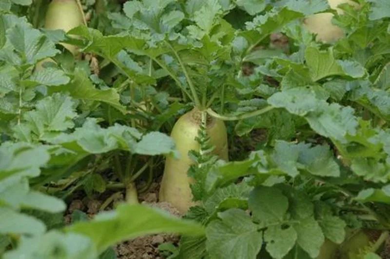 桑植誉满三湘,桑植土特产有些什么品种