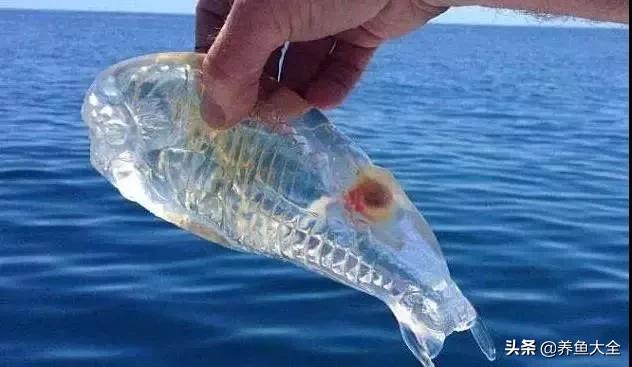 养鱼的硝化系统,养鱼必备硝化菌