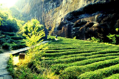 茶叶的分类六大名茶和四大茶地,带你走进产茶区了解茶叶