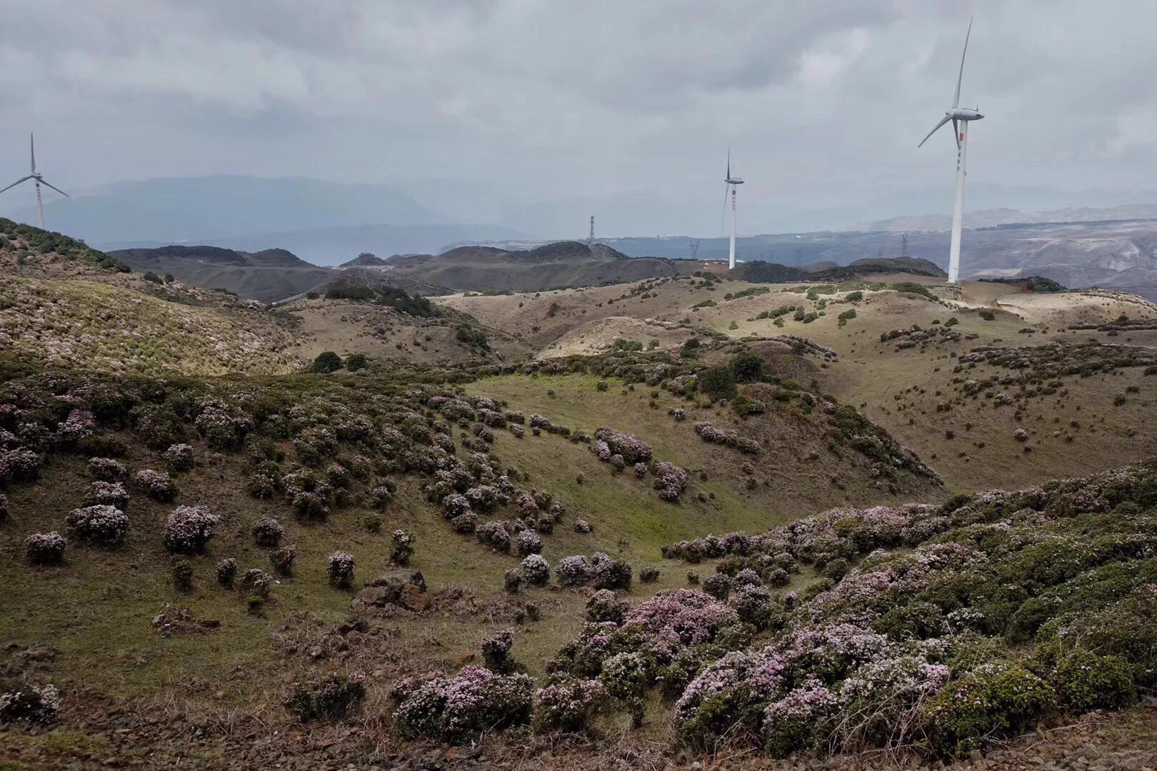 乌蒙大草原高山矮杜鹃,盘州市乌蒙大草原高山