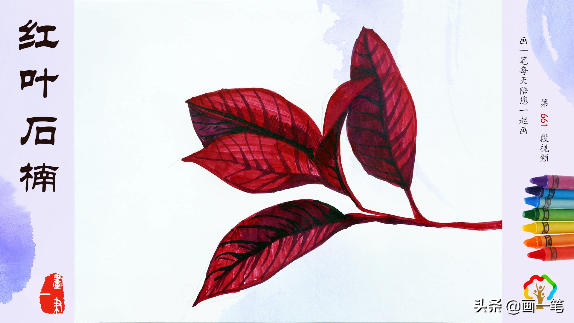 红心石楠图片怎么画,石楠树图片简笔画