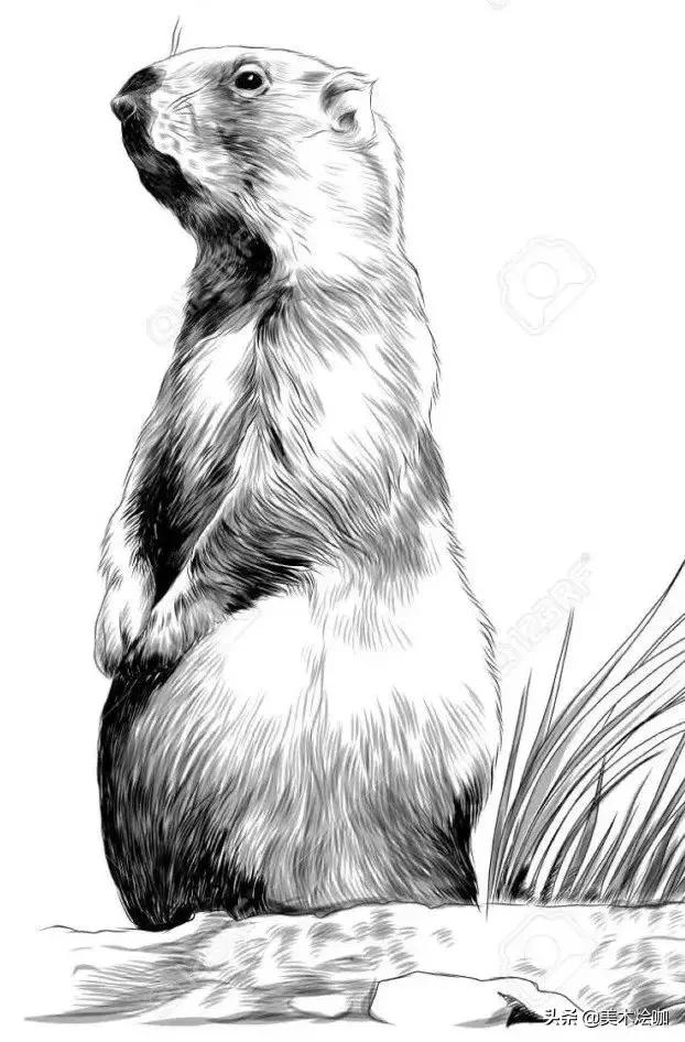 6-12岁儿童素描课程画动物,素描动物教程简单8-12岁