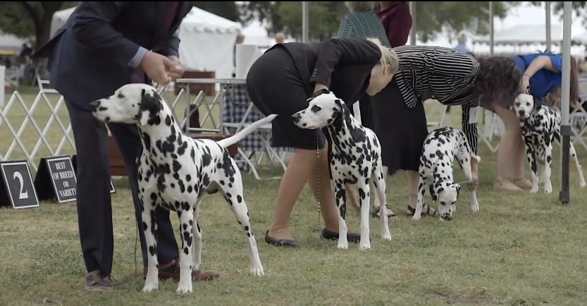 101斑点狗中哪些是亲生的狗狗,101斑点狗中涉及到的狗