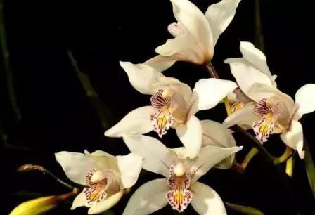 五种最具欣赏价值的兰花,欣赏史上最全的兰花